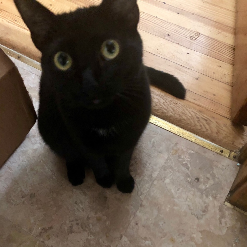 Meet your Posher, Chelsea